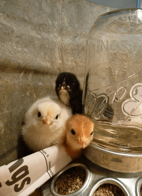 Baby Chicks23