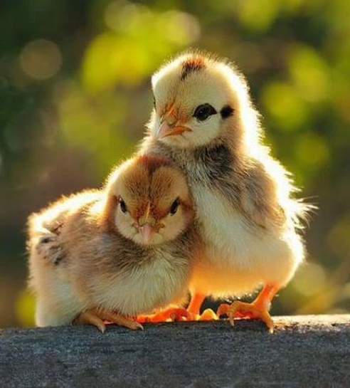 Chicks