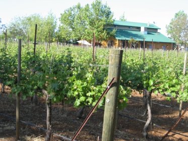 Avio_Vineyards_and_Winery_5_203882