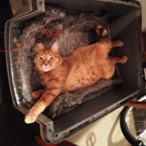 Elie_NewYork_Chicago