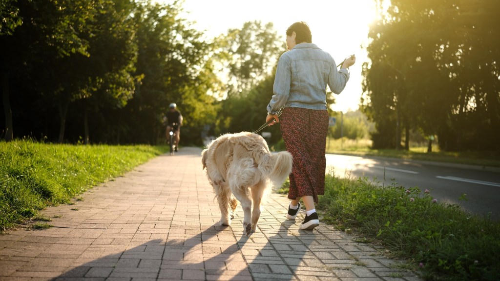 Female Dog Owner Walks Adorable Golden Retriever At Sunset On A Street During Daily Routine